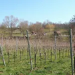Hog , Ringsheim